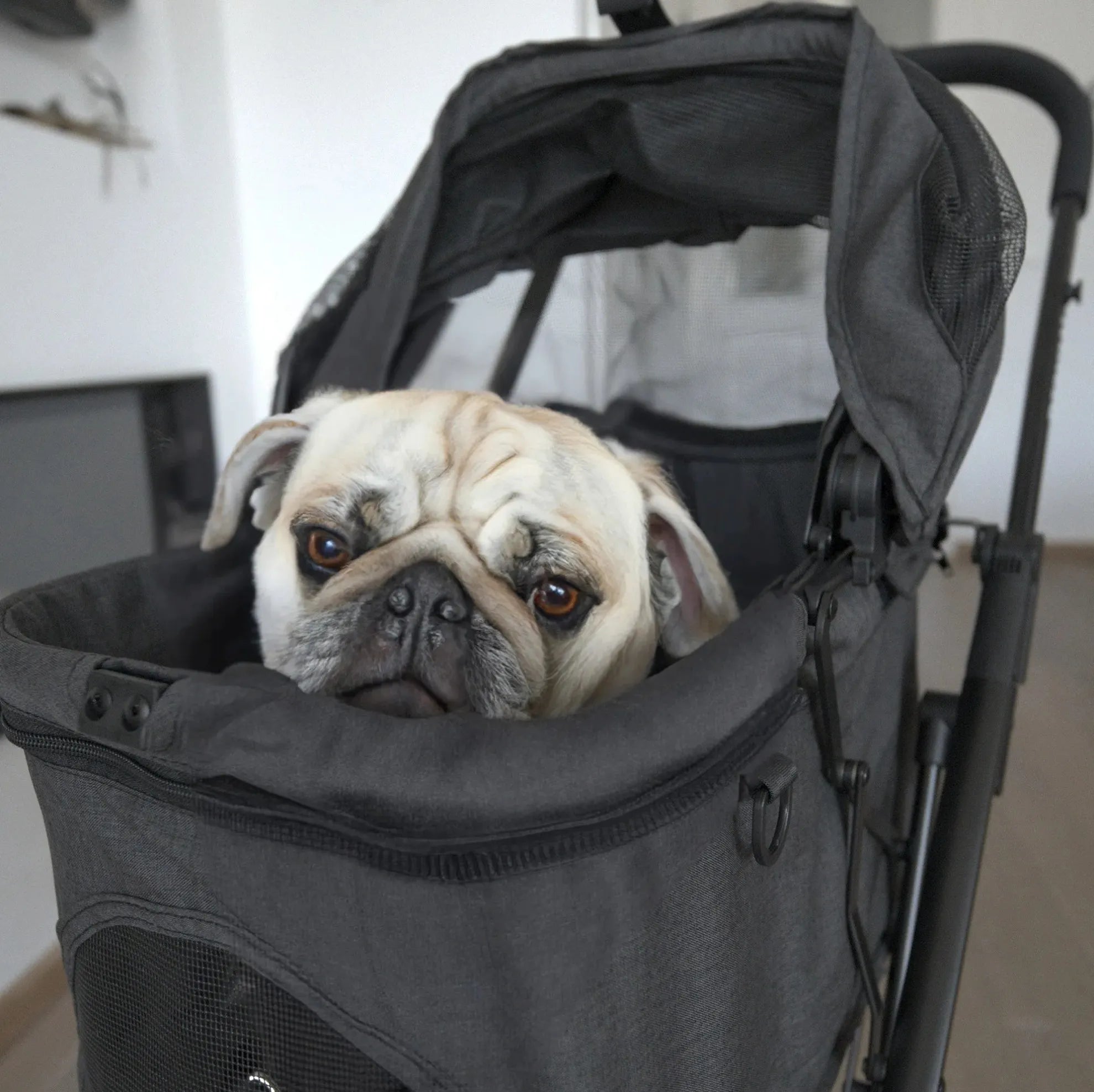 Buggy för hund